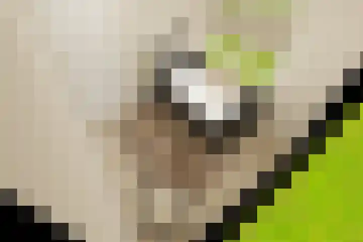Linthorstlaan 42 Vriezenveen thumbnail 50