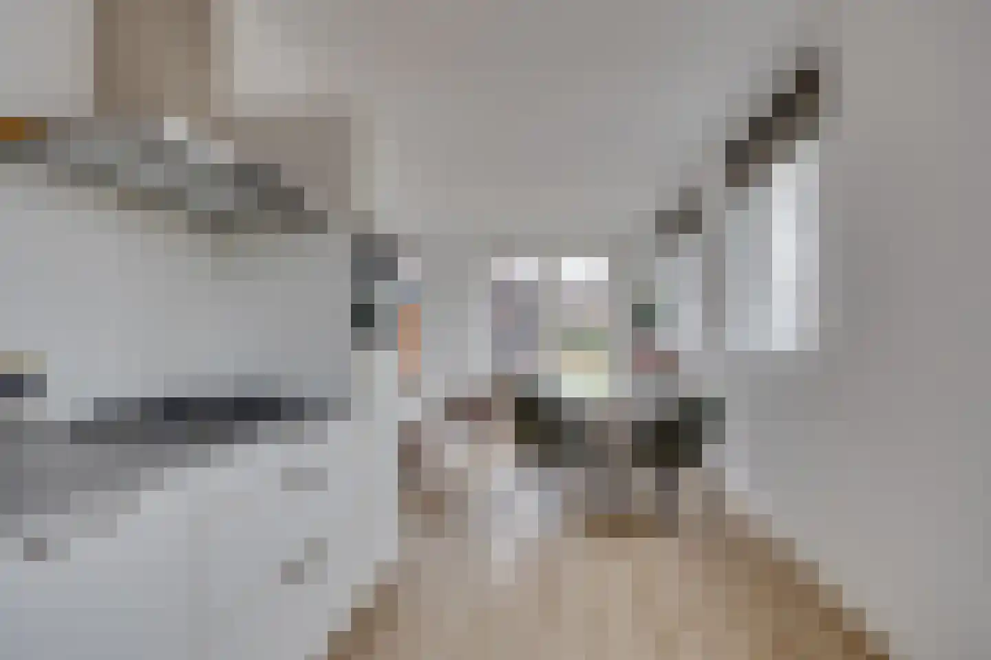 Lion Cachethof 14 Vreeland thumbnail 12