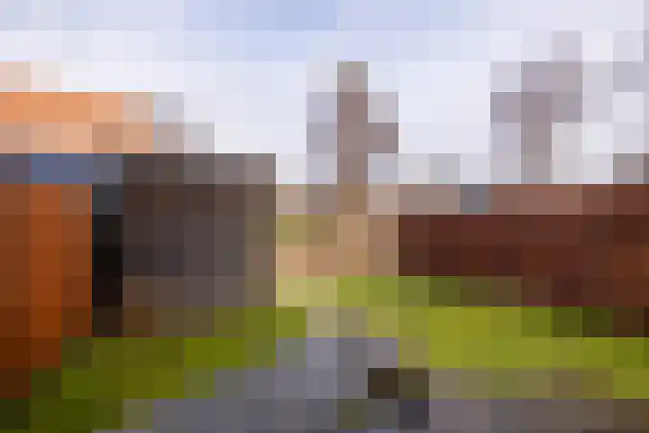 Lion Cachethof 14 Vreeland thumbnail 16