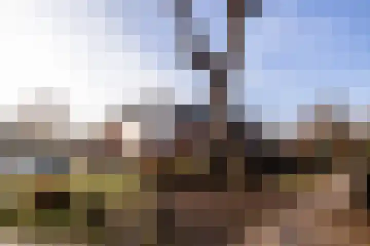 Lion Cachethof 14 Vreeland thumbnail 31