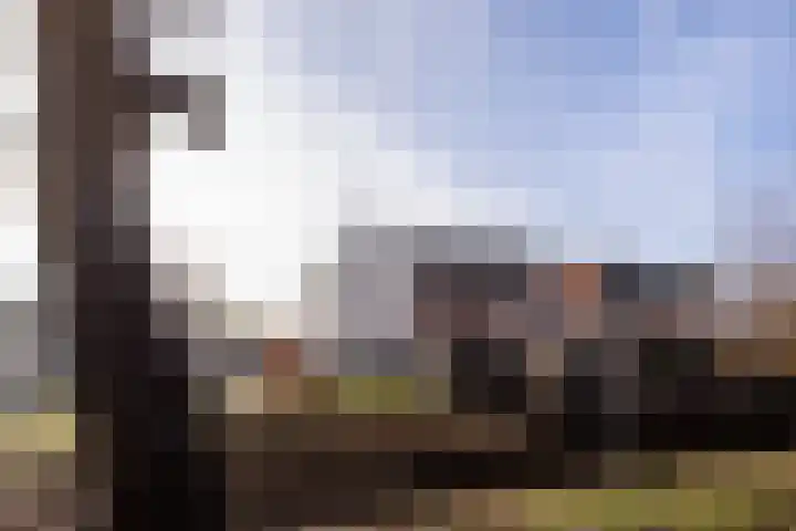 Lion Cachethof 14 Vreeland thumbnail 33