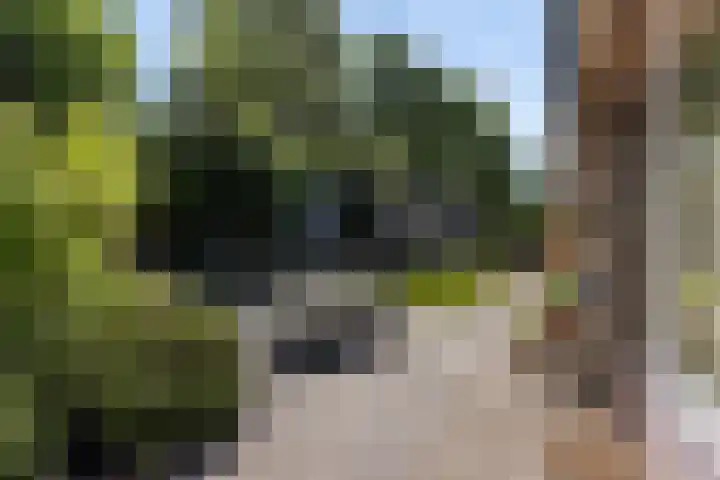 Lipsker 11 Delfzijl thumbnail 10