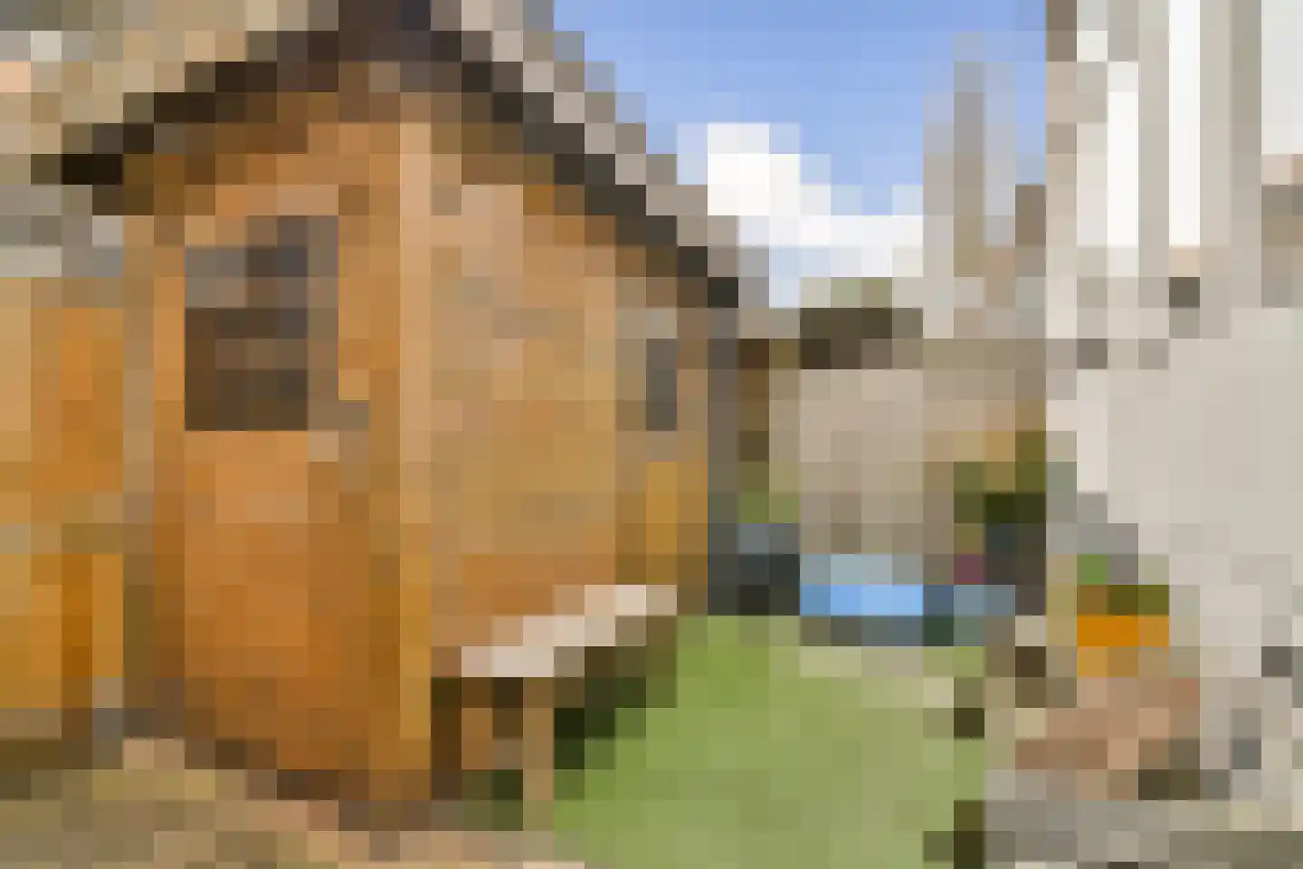 Lisbloemstraat 47 A Rotterdam thumbnail 17