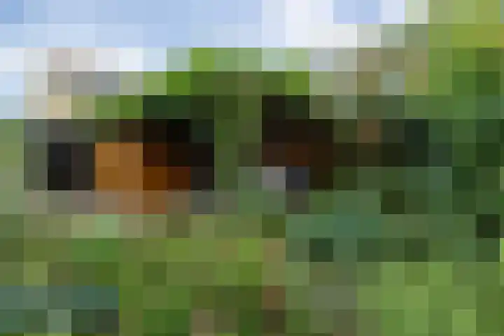 Lisdodde 1 Boxtel thumbnail 58