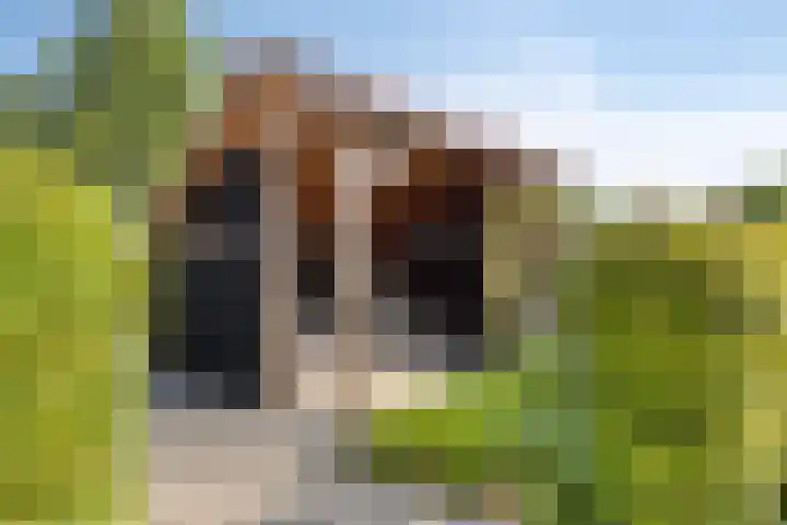 Lisdodde 1 Meppel thumbnail 37