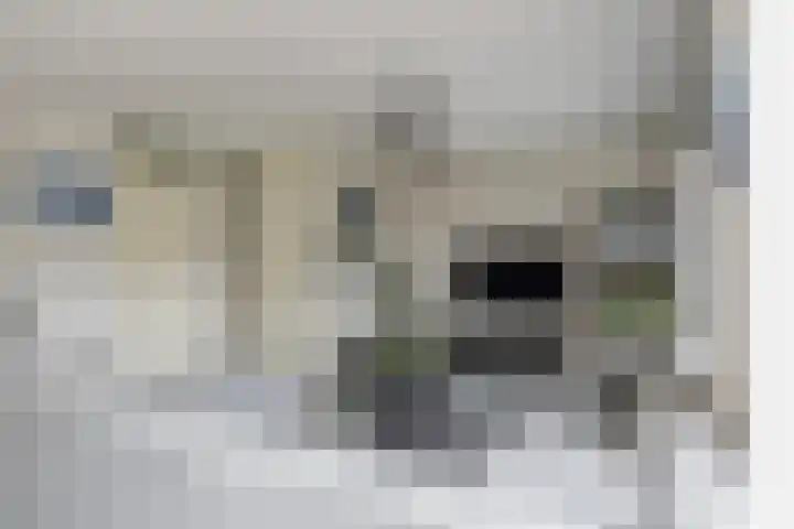 Lisdodde 100 Alphen aan den Rijn thumbnail 4
