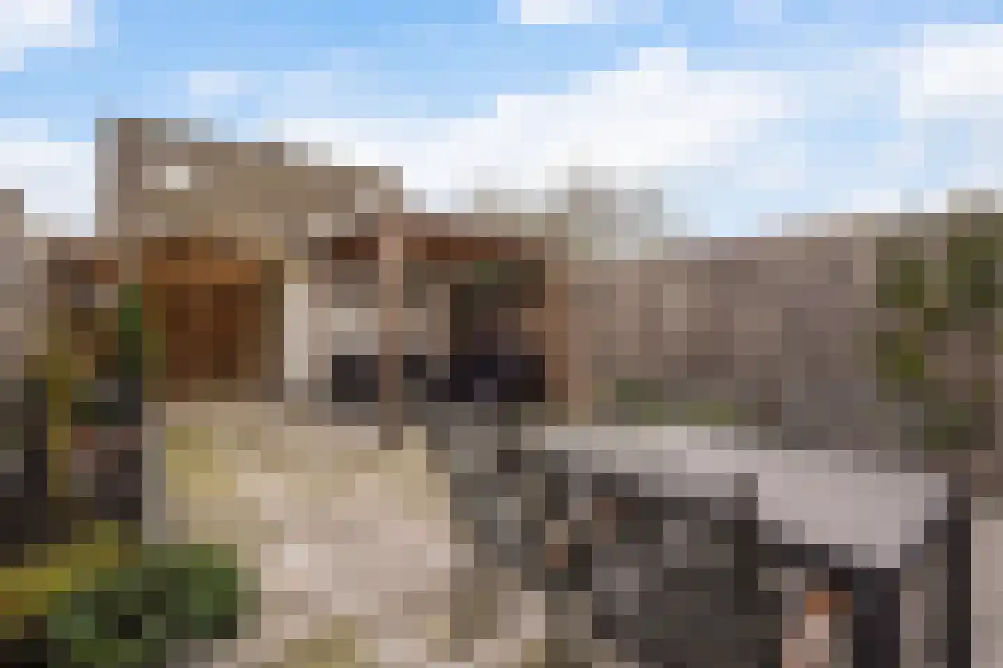 Lisdodde 13 Maasland thumbnail 27