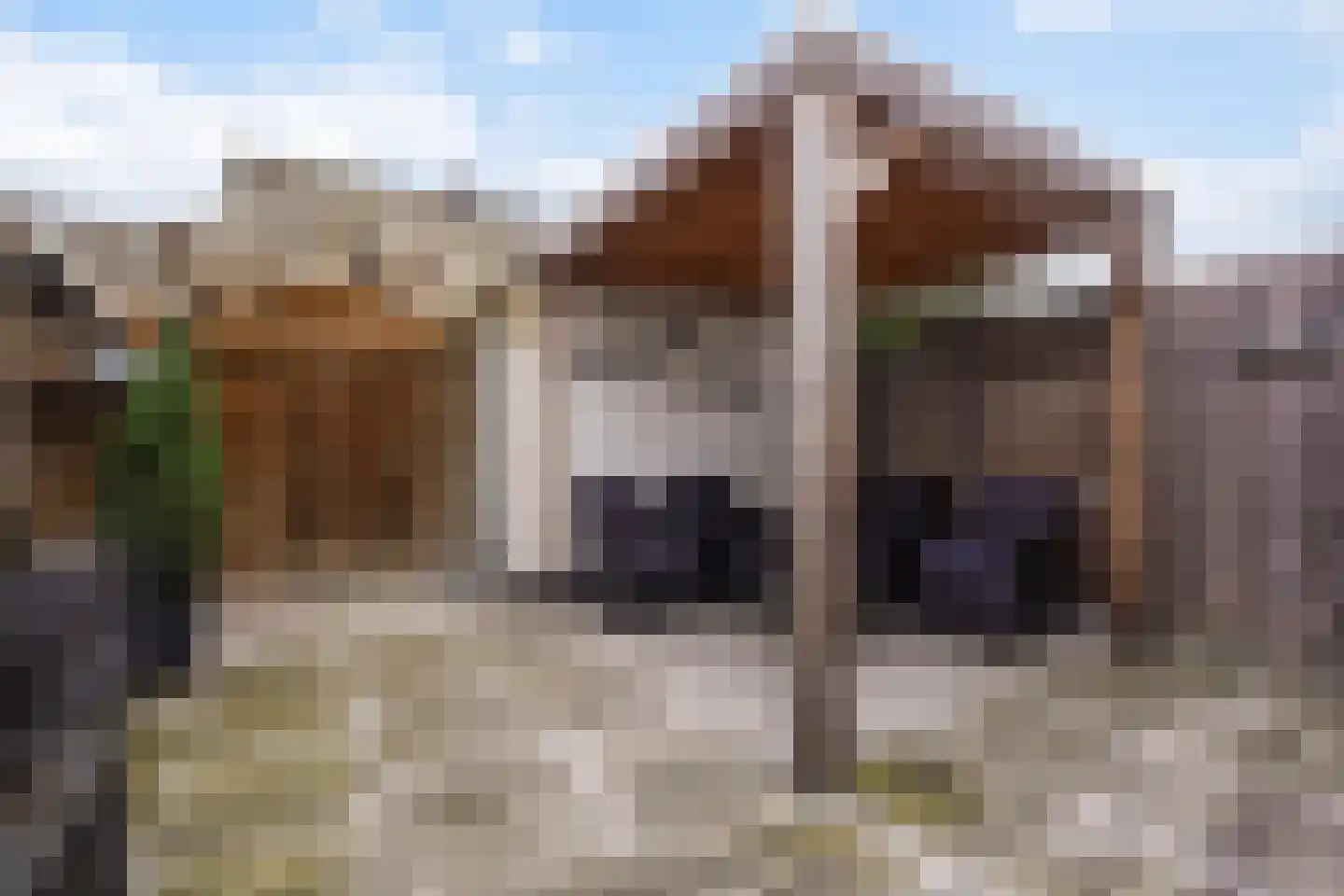 Lisdodde 13 Maasland thumbnail 28