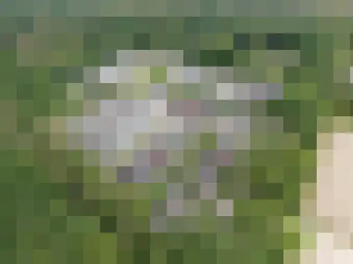 Lisdodde 15 203 Boxtel thumbnail 49