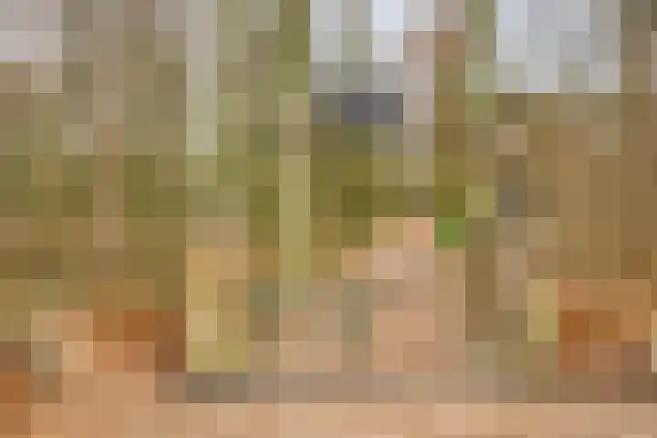 Lisdodde 15 301 Boxtel thumbnail 39