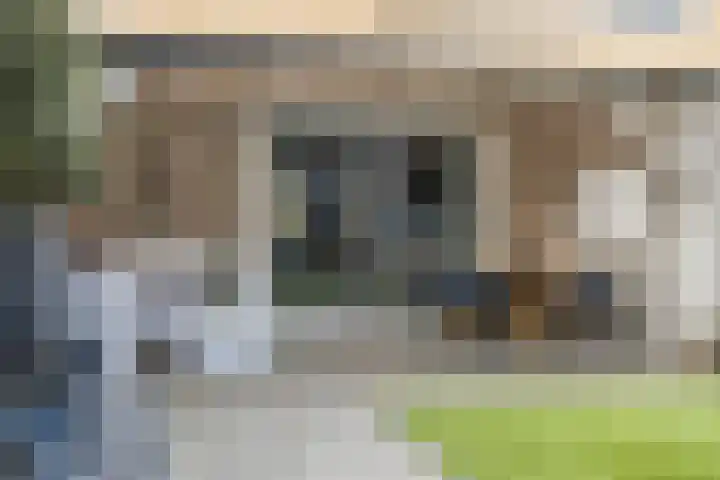 Lisdodde 16 Breda thumbnail 35