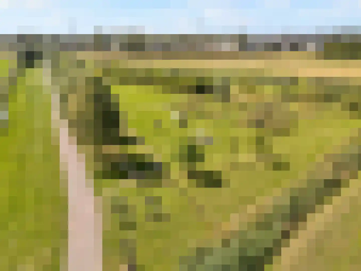 Lisdodde 20 Heerjansdam thumbnail 39