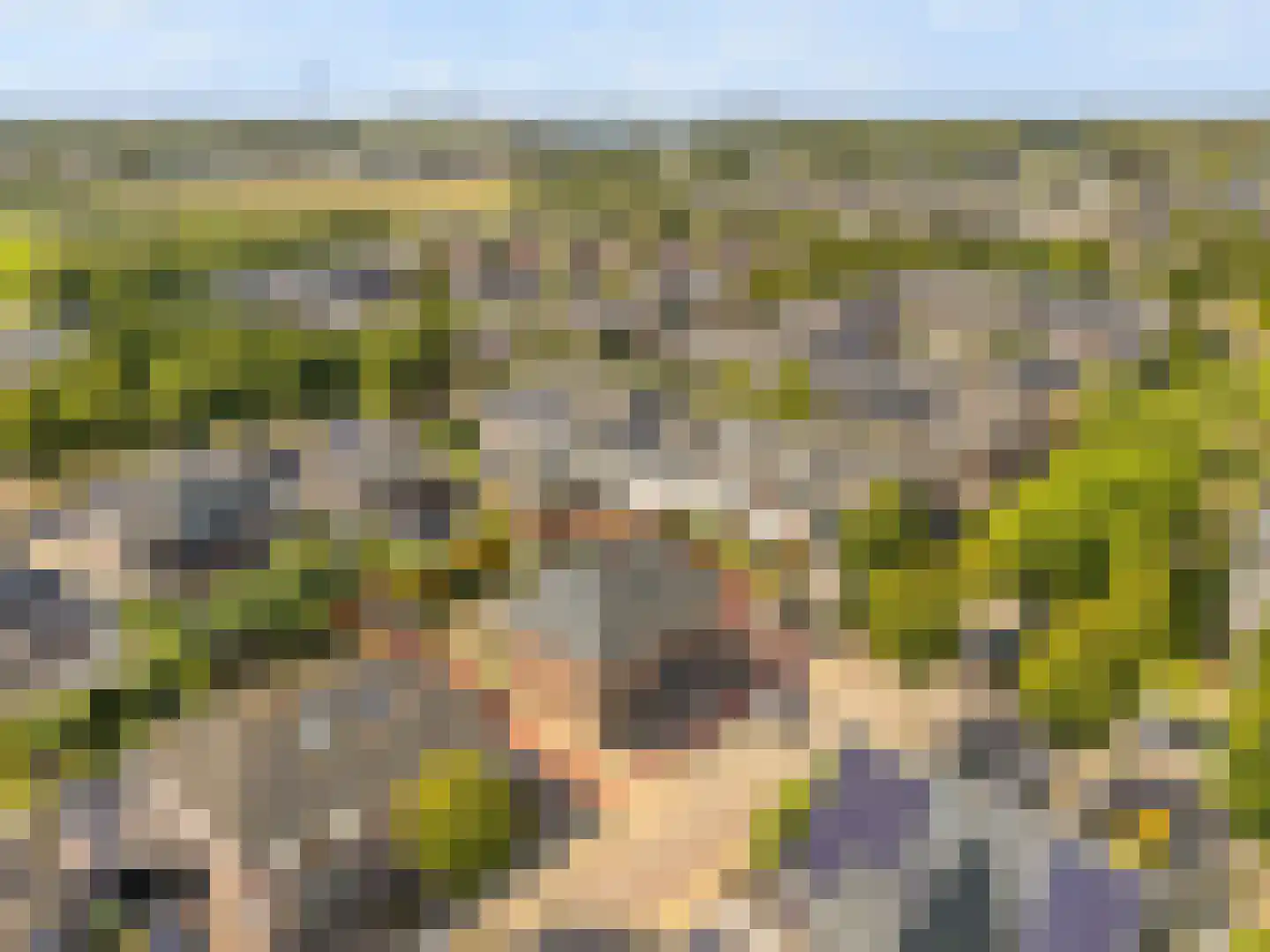 Lisdodde 20 Heerjansdam thumbnail 5