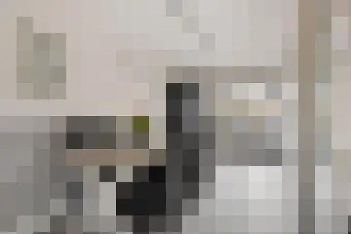 Lisdodde 22 Heerjansdam thumbnail 17