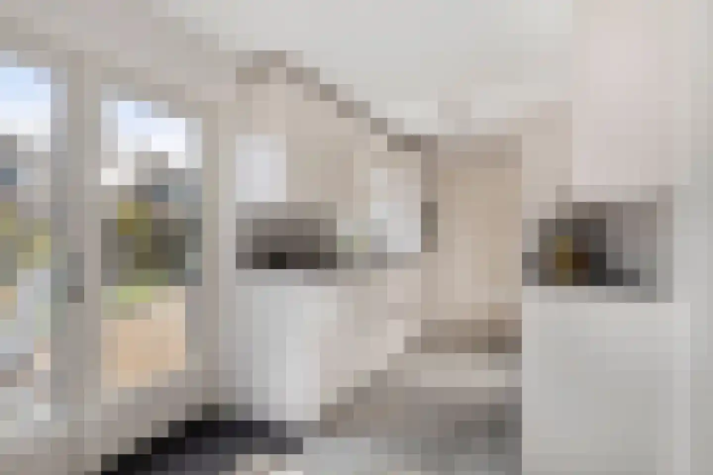 Lisdodde 22 Heerjansdam thumbnail 18