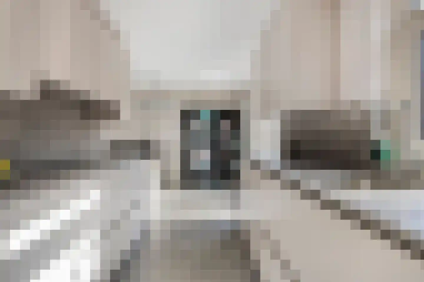 Lisdodde 22 Heerjansdam thumbnail 21