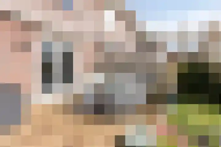 Lisdodde 22 Heerjansdam thumbnail 41