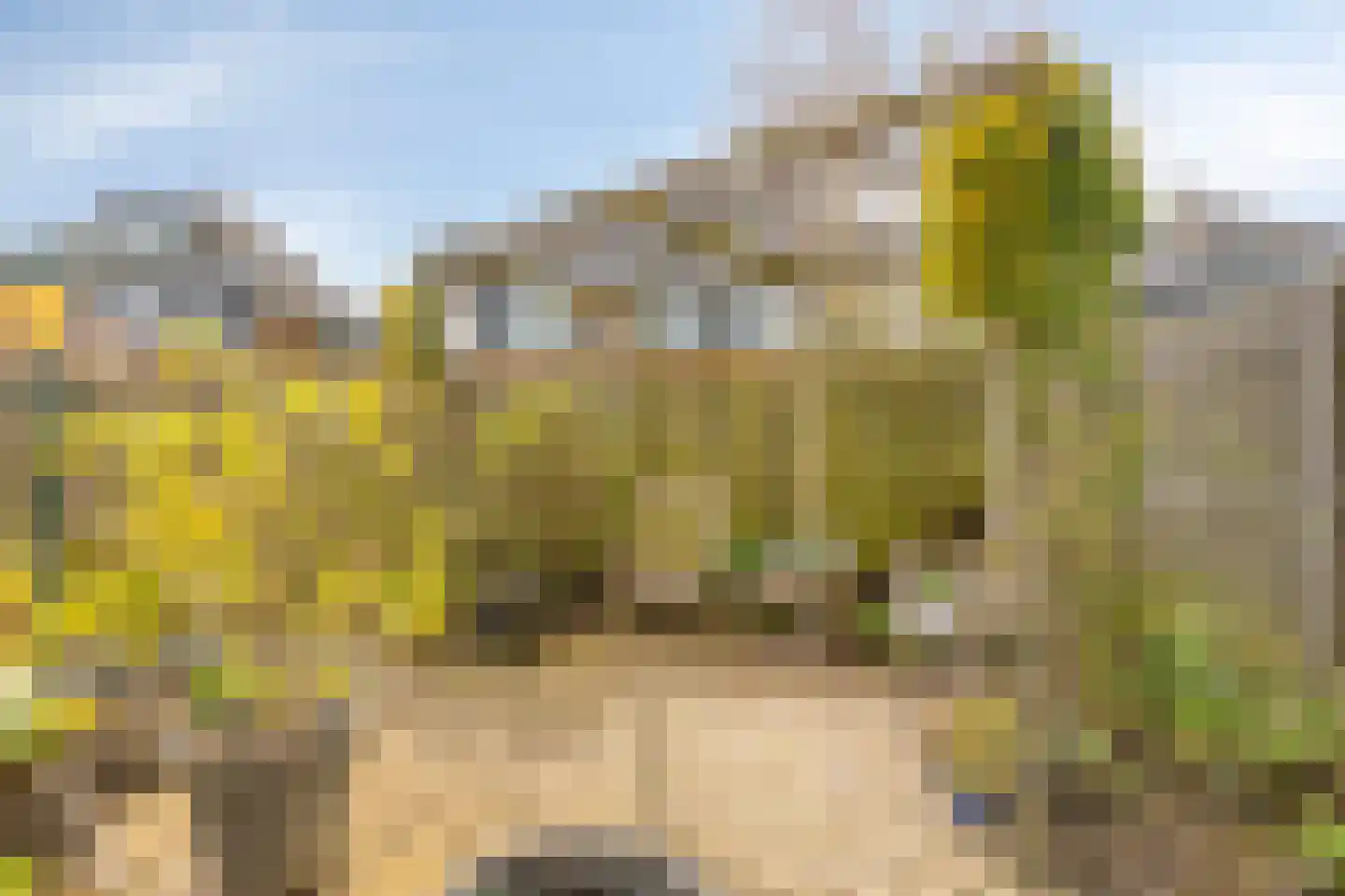 Lisdodde 22 Heerjansdam thumbnail 41