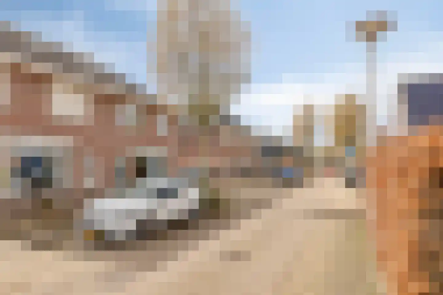 Lisdodde 22 Heerjansdam thumbnail 45