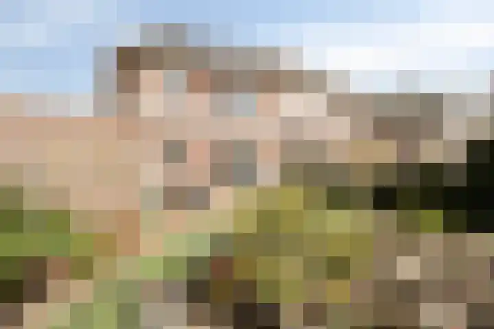 Lisdodde 22 Heerjansdam thumbnail 47