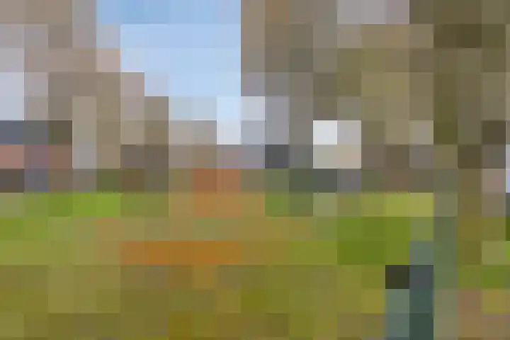 Lisdodde 22 Heerjansdam thumbnail 50