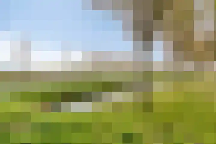 Lisdodde 22 Heerjansdam thumbnail 52