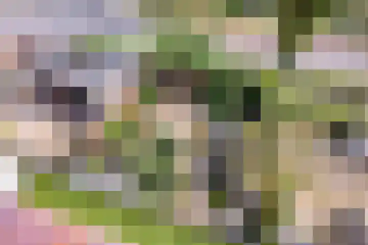 Lisdodde 22 Kampen thumbnail 26