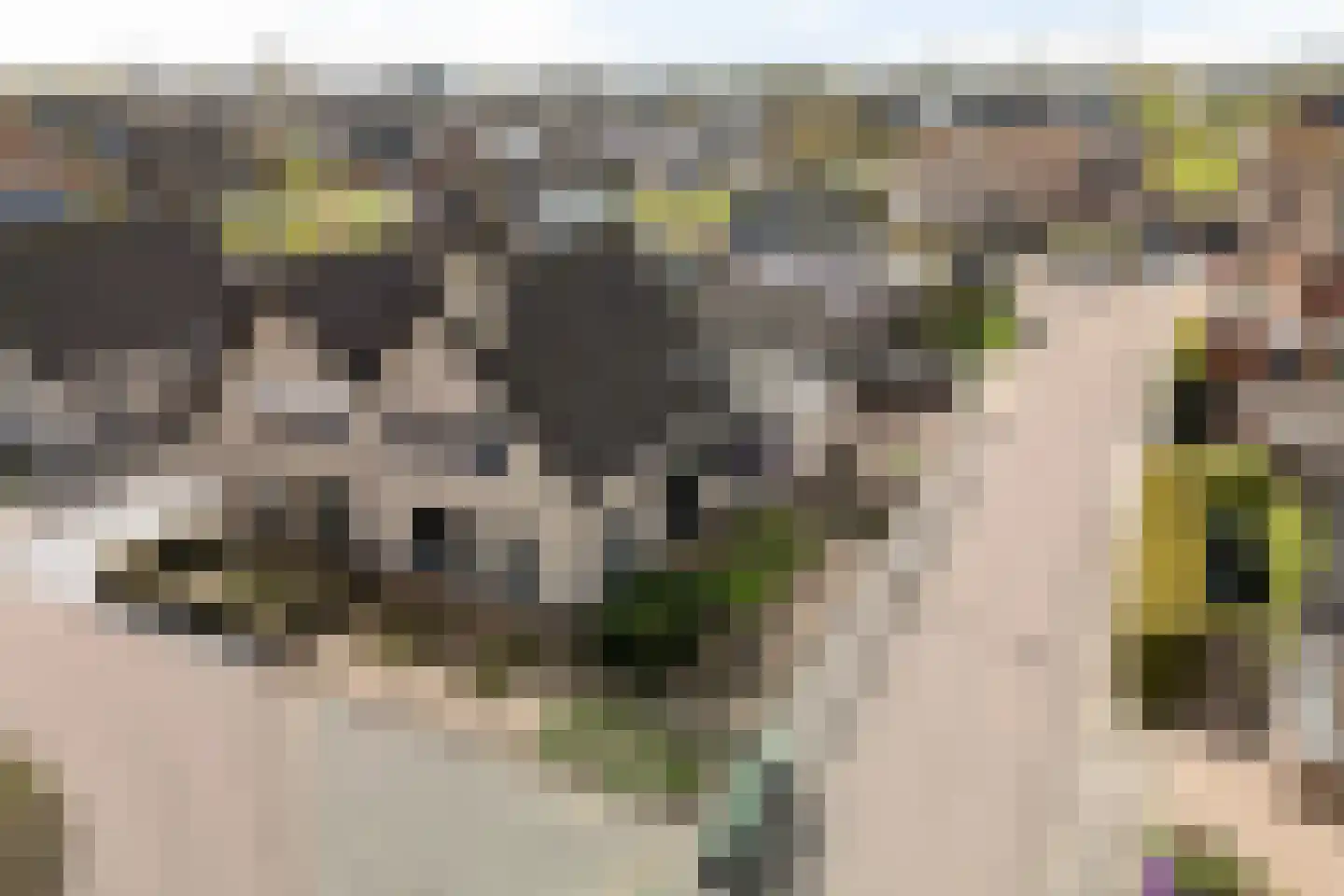Lisdodde 28 Genemuiden thumbnail 4