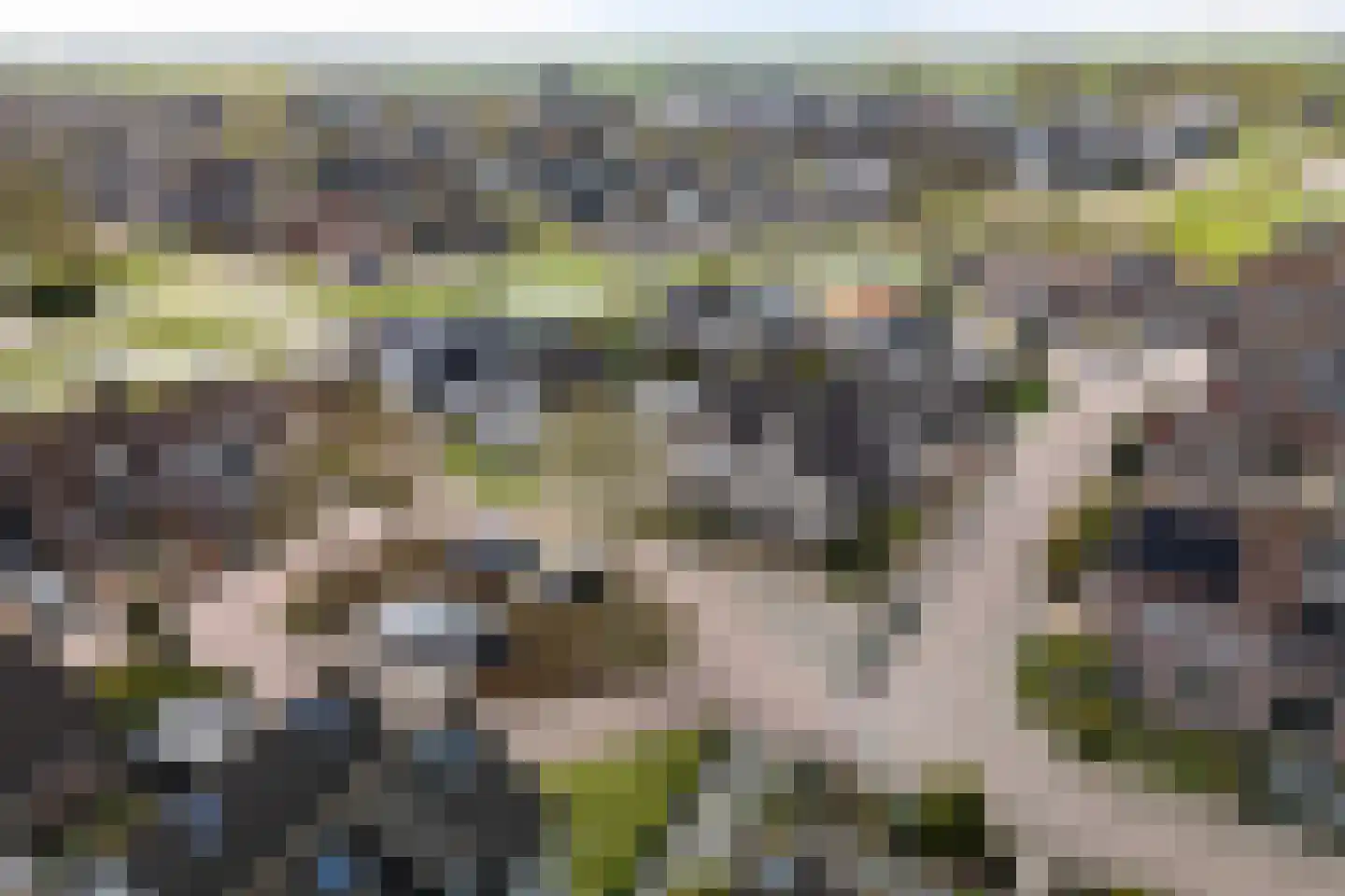 Lisdodde 28 Genemuiden thumbnail 6