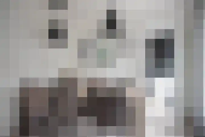 Lisdodde 28 Tegelen thumbnail 15