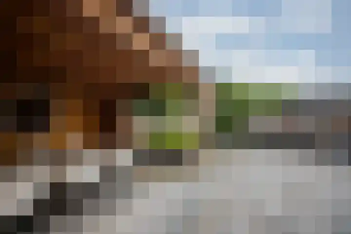 Lisdodde 28 Tegelen thumbnail 35