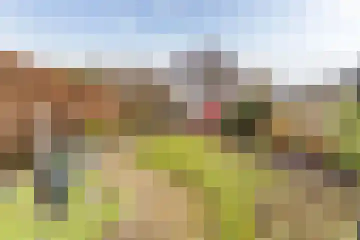 Lisdodde 33 Nieuw-Buinen thumbnail 38