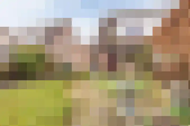 Lisdodde 33 Nieuw-Buinen thumbnail 42