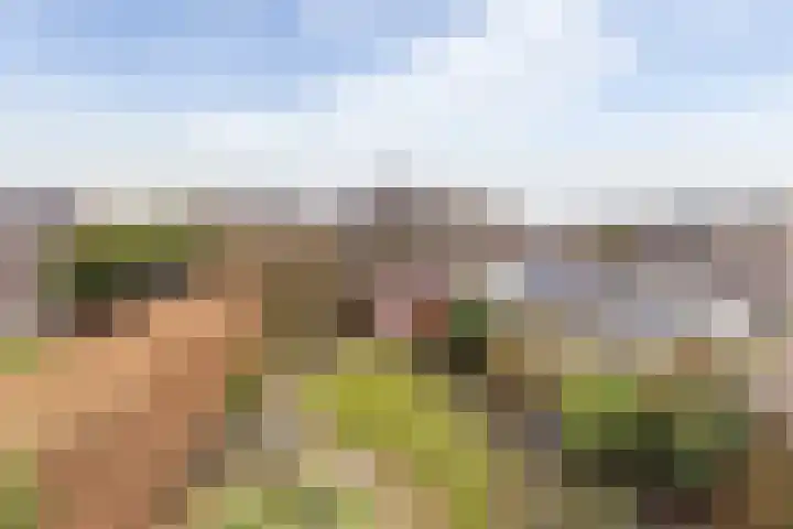 Lisdodde 33 Nieuw-Buinen thumbnail 43