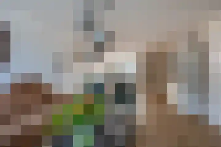 Lisdodde 38 Tegelen thumbnail 5