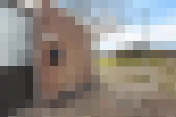 Lisdodde 5 Sneek thumbnail 32