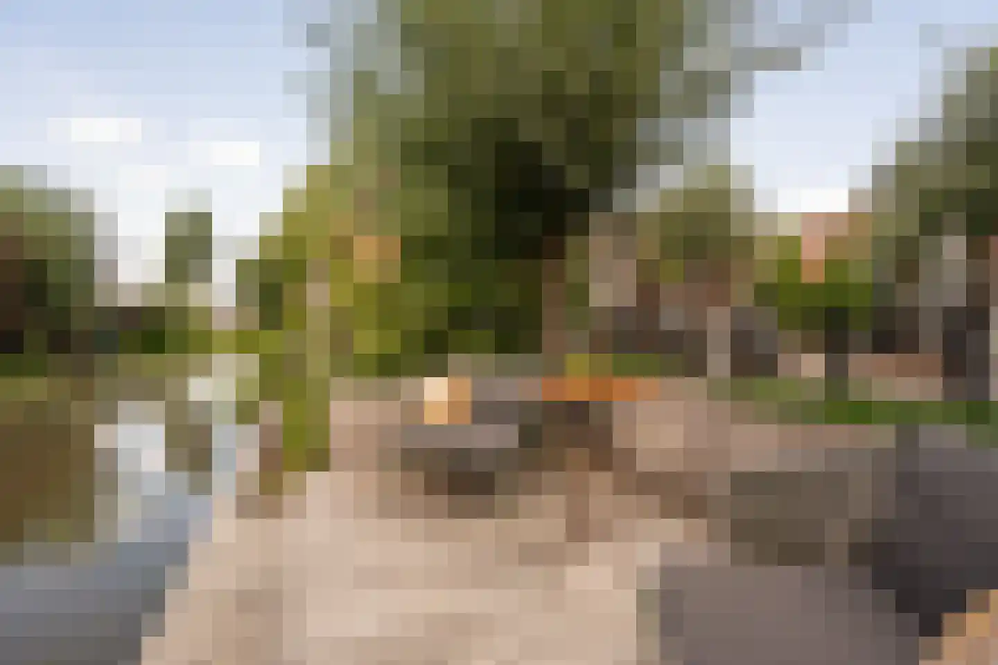 Lisdodde 6 Ameide thumbnail 48