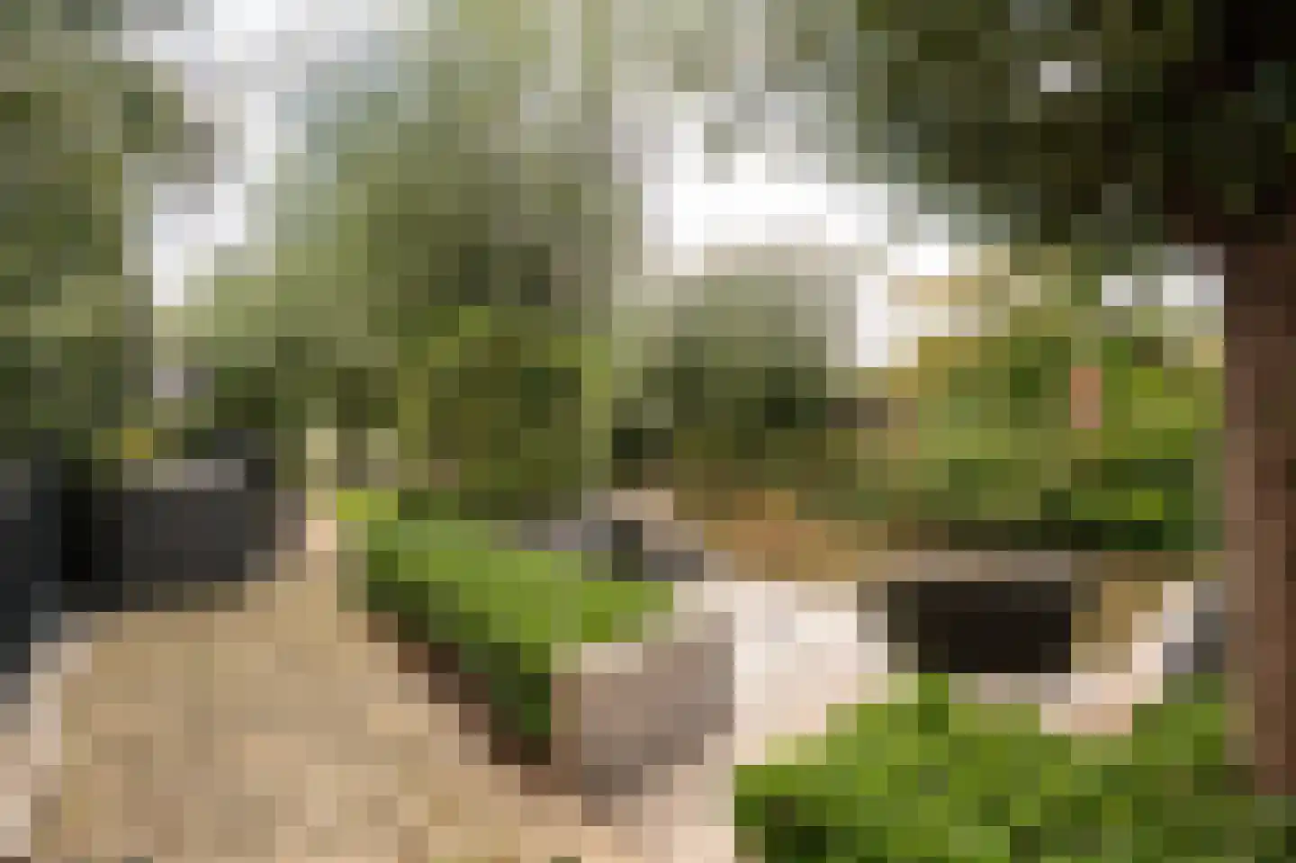 Lisdodde 6 Ameide thumbnail 49