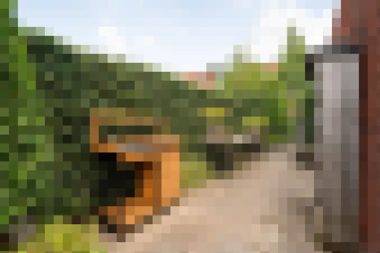 Lisdodde 6 Ameide thumbnail 50