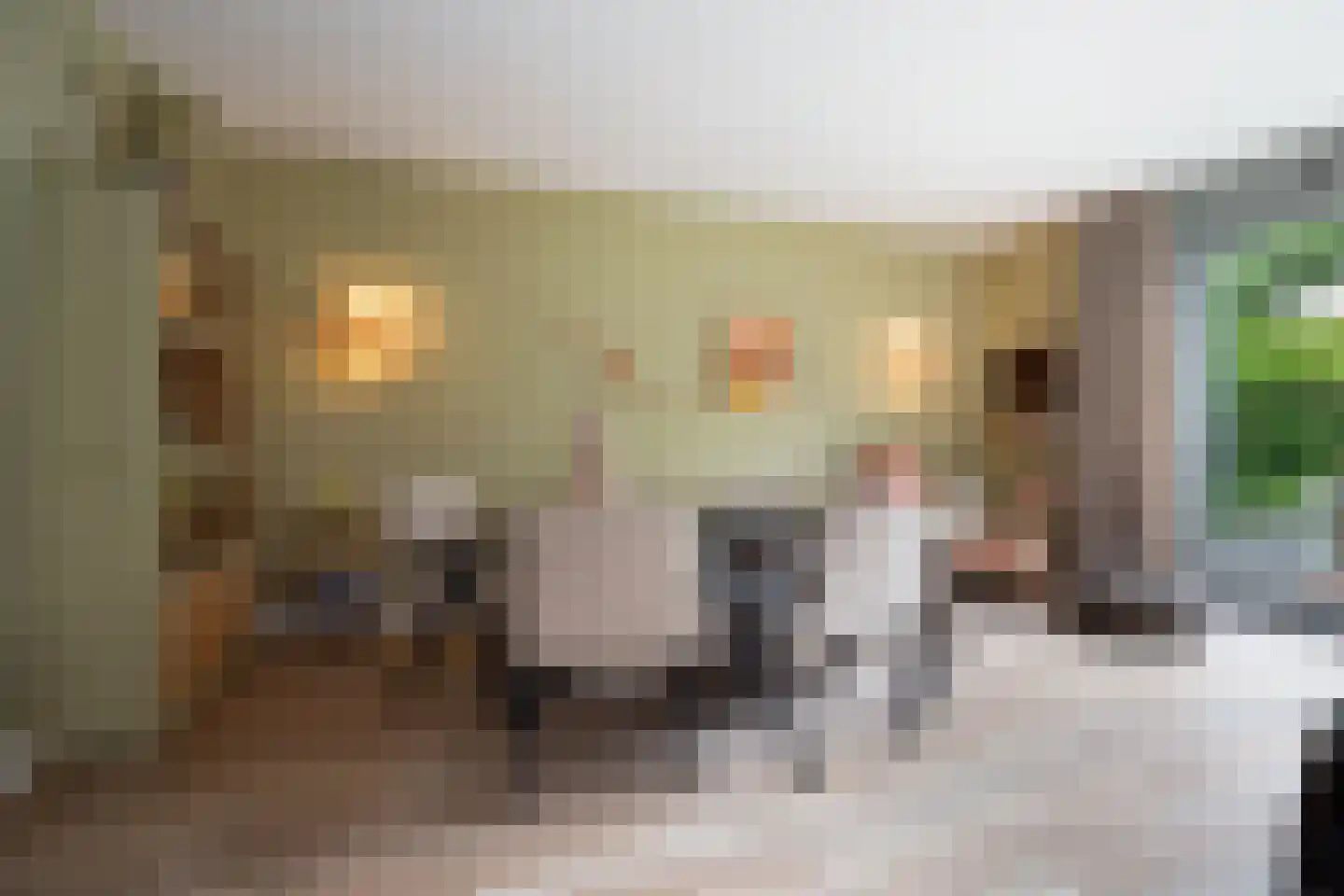 Lisdodde 7 Boxtel thumbnail 13