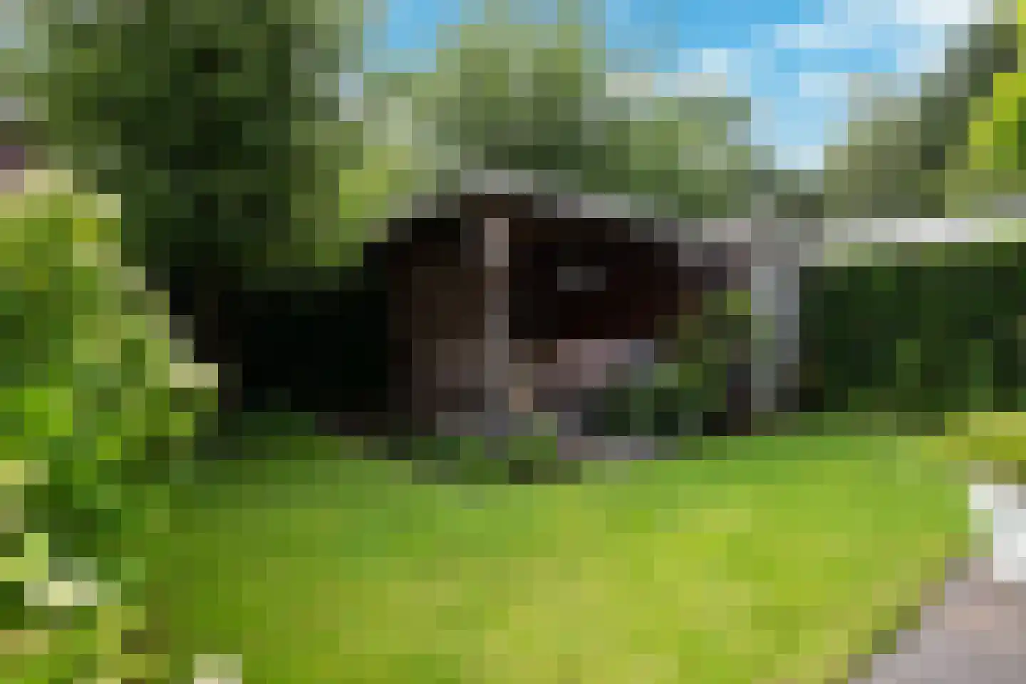 Lisdodde 7 Boxtel thumbnail 26