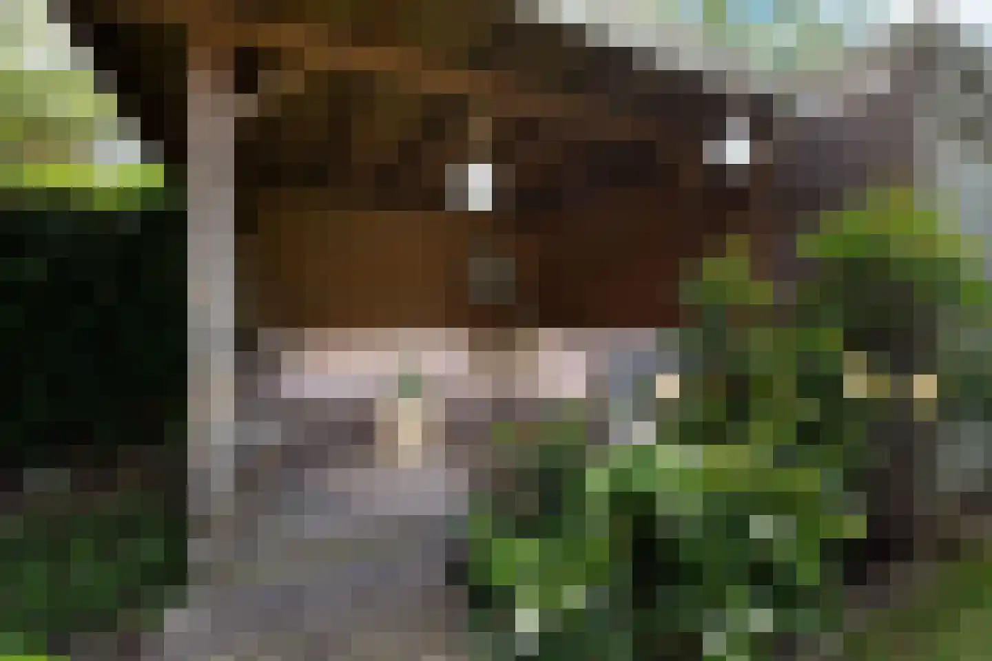 Lisdodde 7 Boxtel thumbnail 27