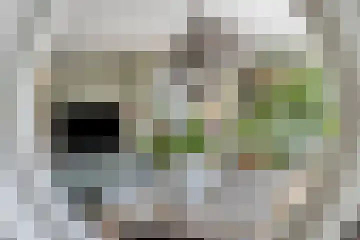 Lisdodde 7 Heerjansdam thumbnail 17