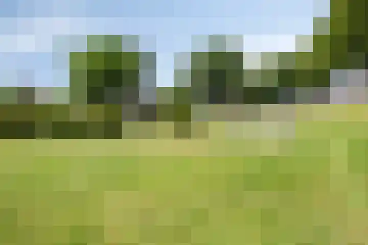 Lisdodde 7 Heerjansdam thumbnail 41