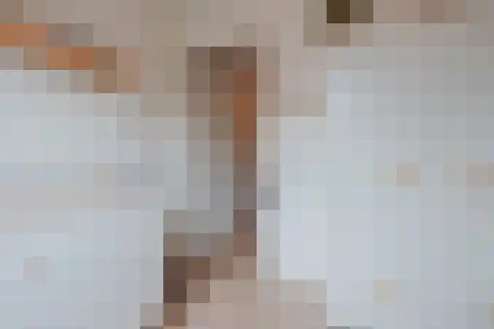 Lisdodde 8 America thumbnail 32