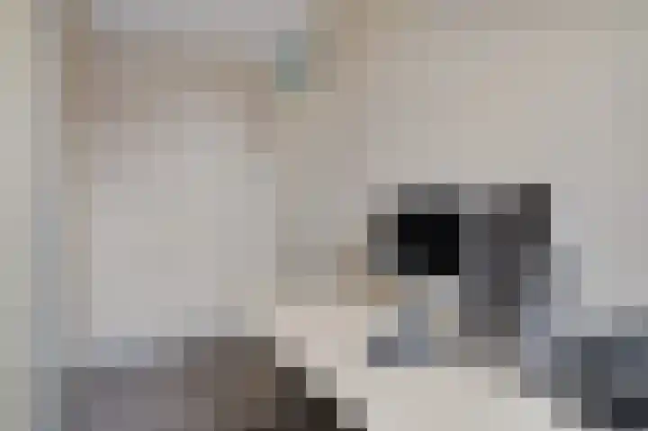 Lisdodde 8 Venray thumbnail 34