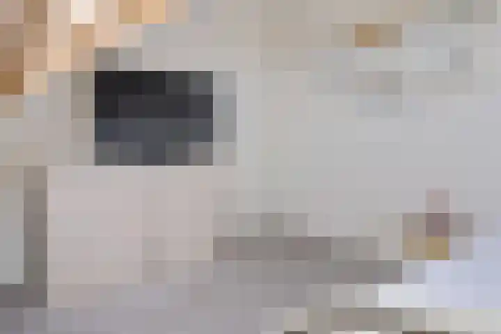 Lisdodde 8 Venray thumbnail 39