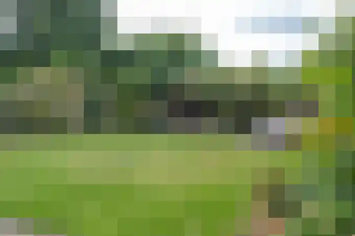 Lisdodde 80 Nieuw-Buinen thumbnail 30