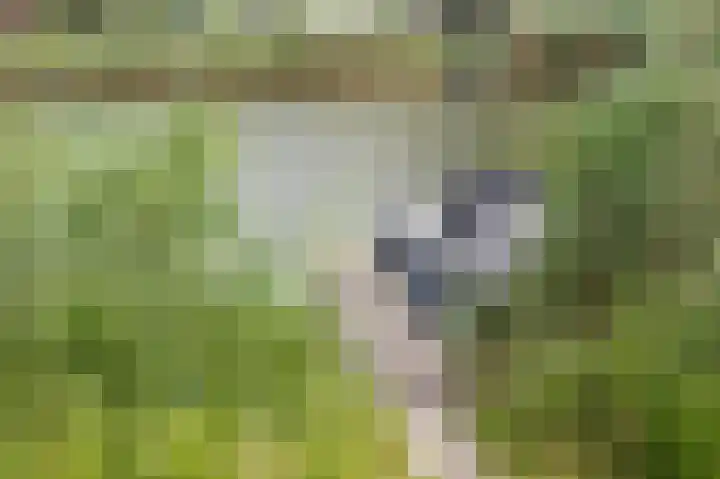 Lisdoddelaan 129 Amsterdam thumbnail 4