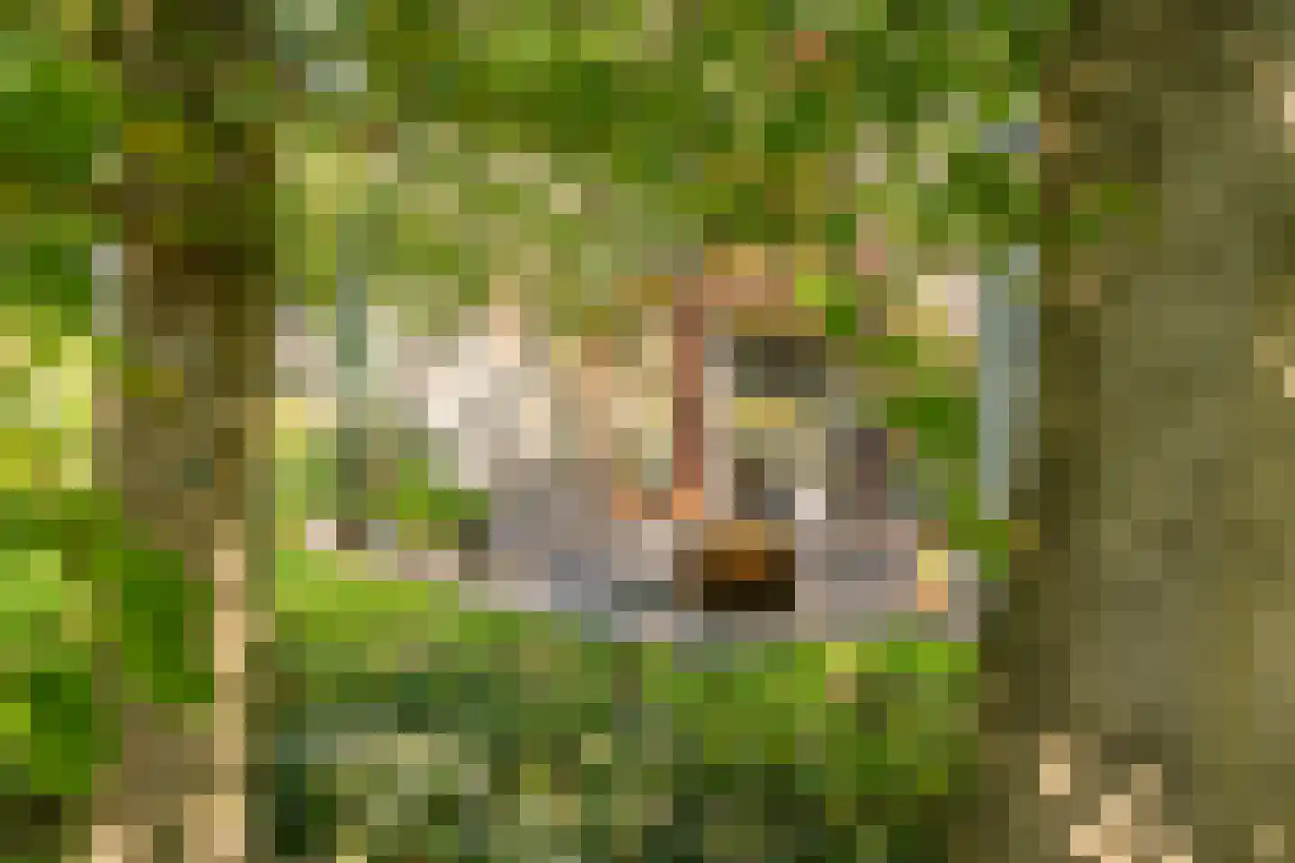 Liskesweg 2 A Nederweert thumbnail 28